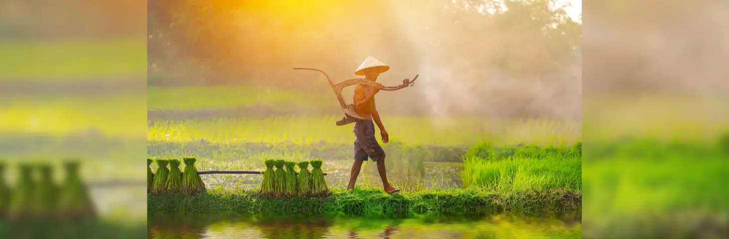 Image of a a Vietnam farmer with plowing equipment in a field