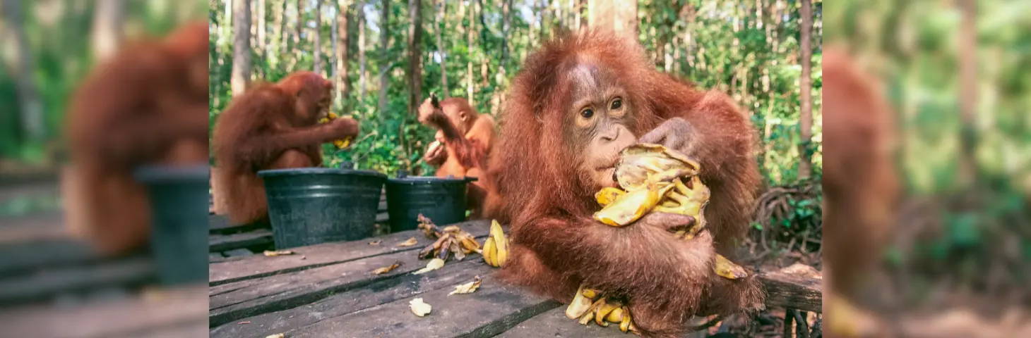 Image of baby Orang-utans at a sanctuary