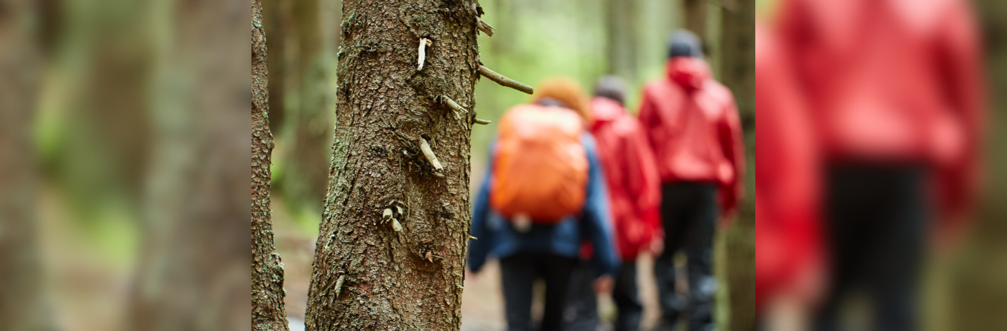 Three people on a walk in a forest.